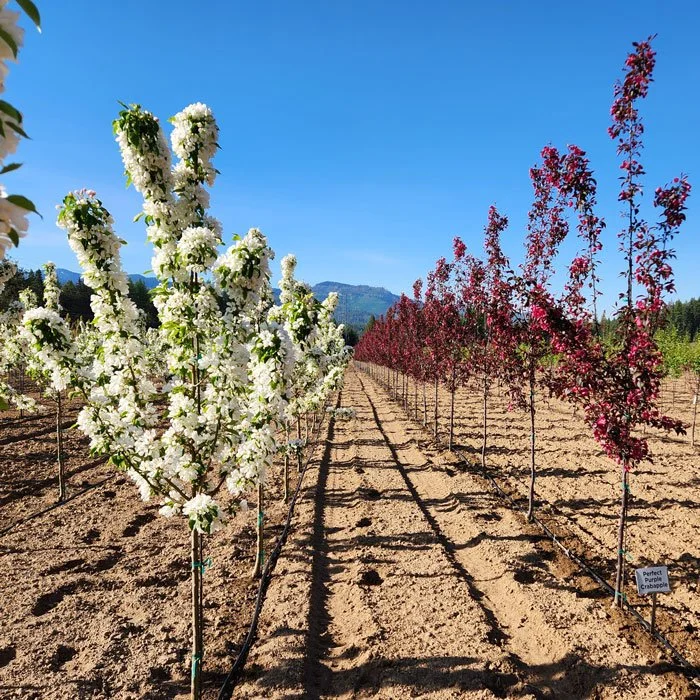 White and purple flowering crabapples blooming in rows at Apple Creek