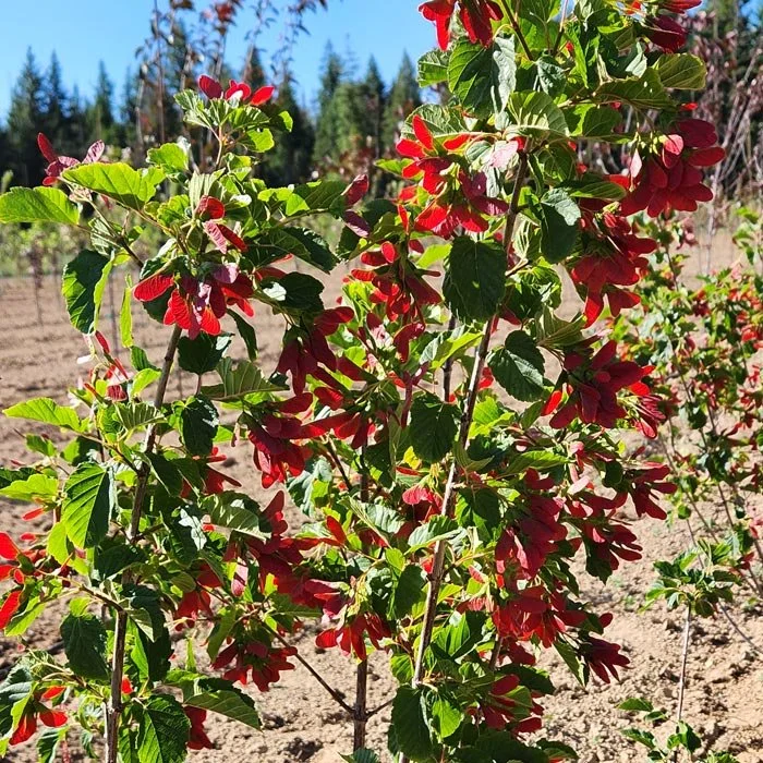 Container trees and shrubs in the Apple Creek can yard