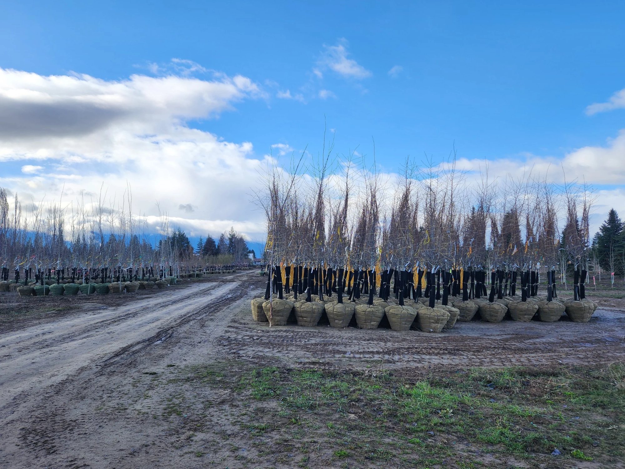 Balled and burlapped shade trees lined up at the tree farm