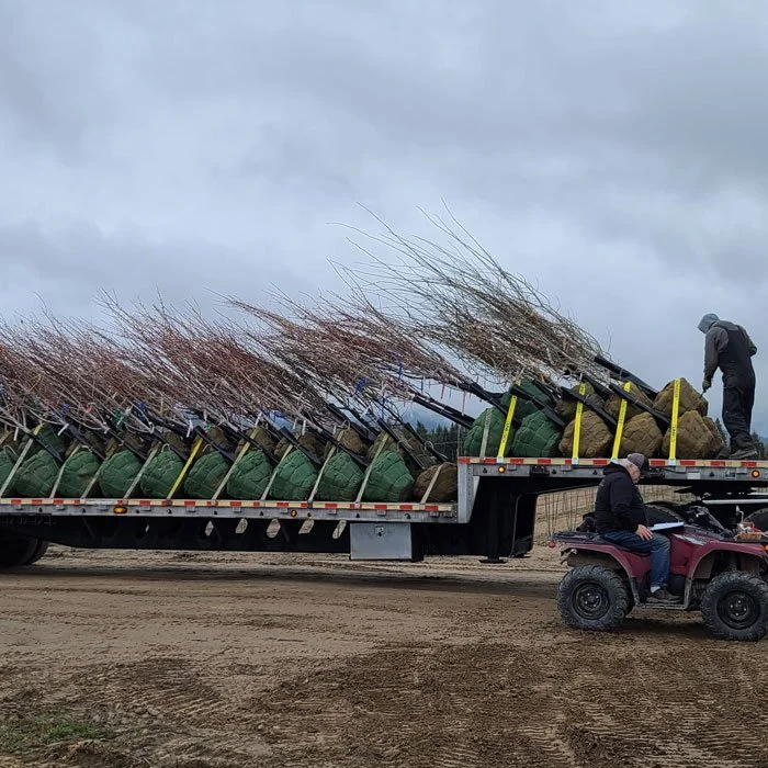 A truck loaded with balled and burlapped trees