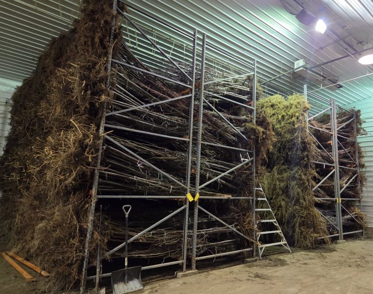 Bareroot trees at Apple Creek Propagators